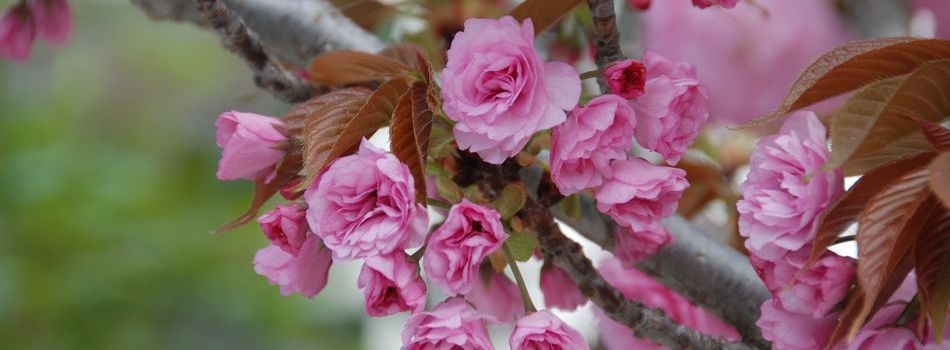 Κήπος και Πράσινη Στέγη